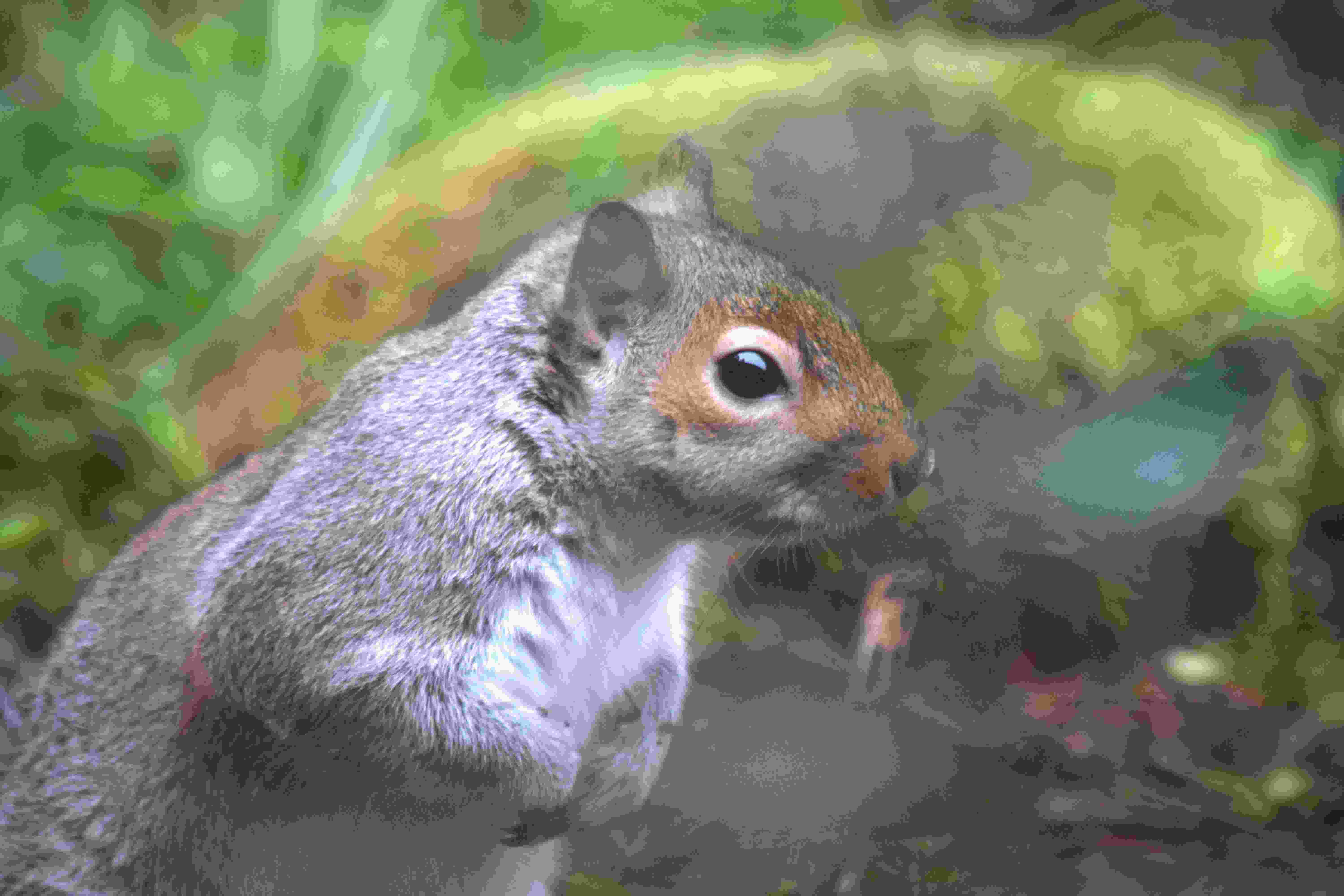 Eastern Gray Squirrel