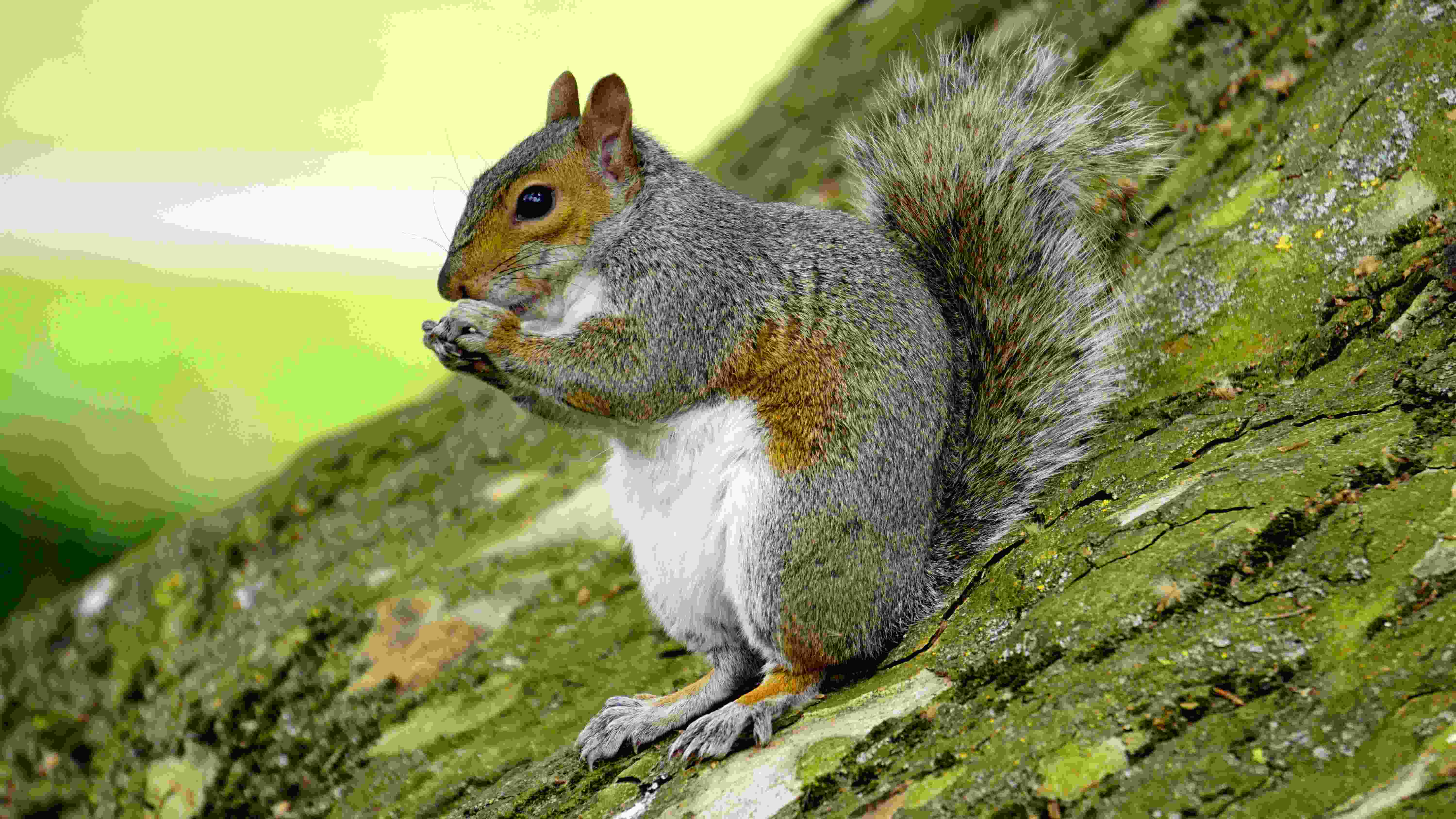 Eastern Gray Squirrel