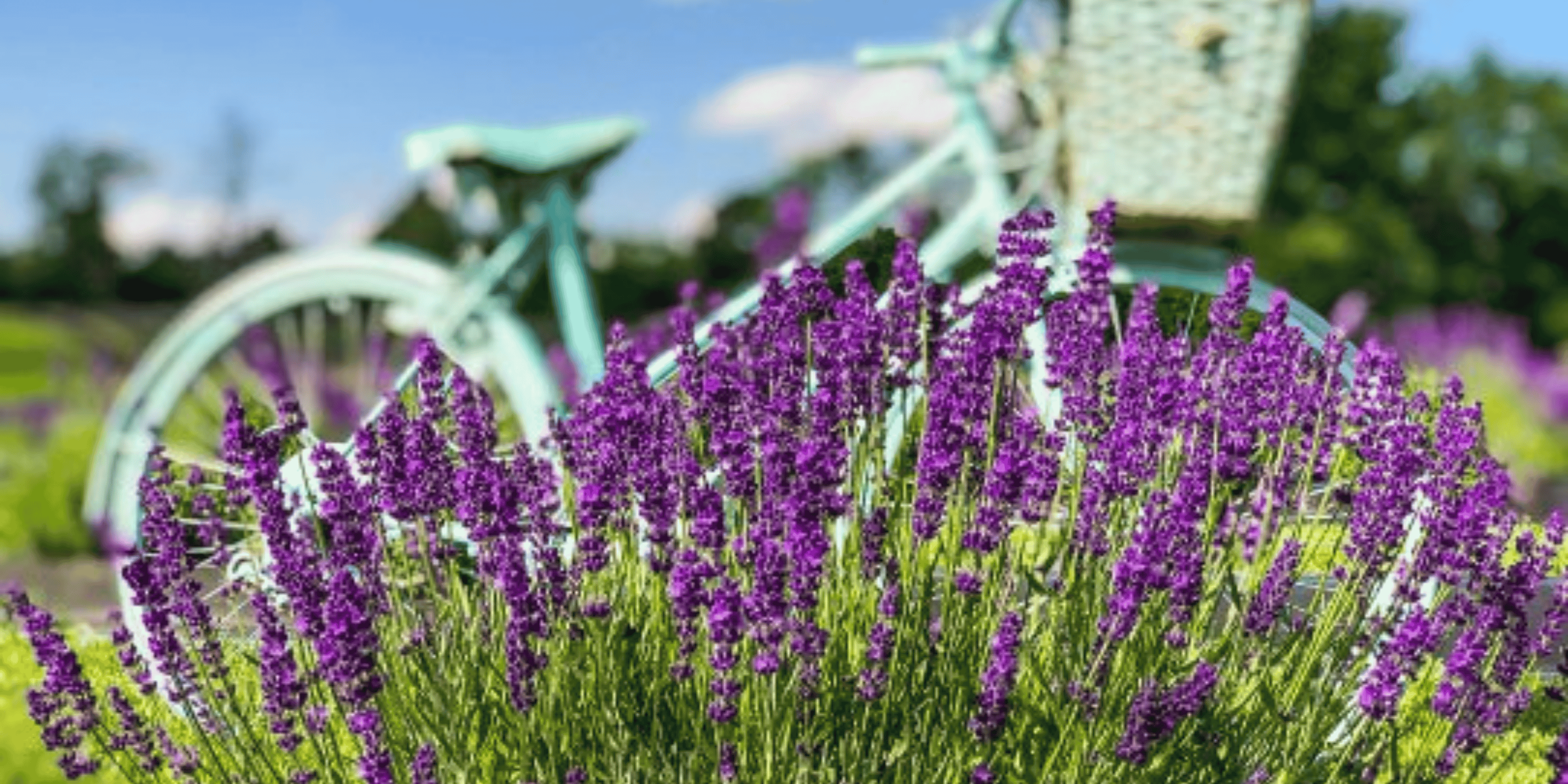 Michigan Lavender Festival
