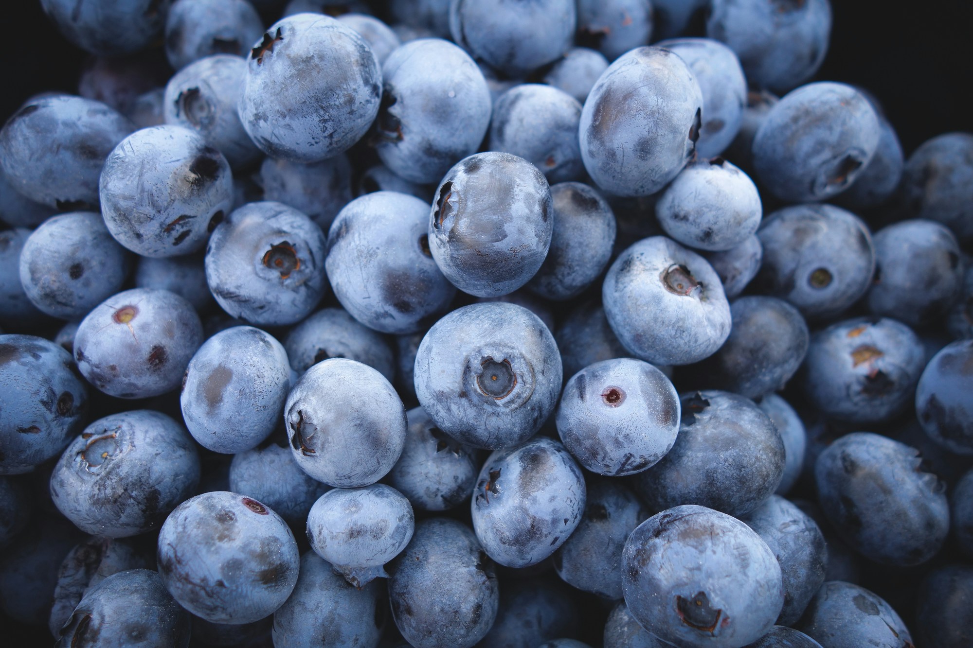 National Blueberry Festival