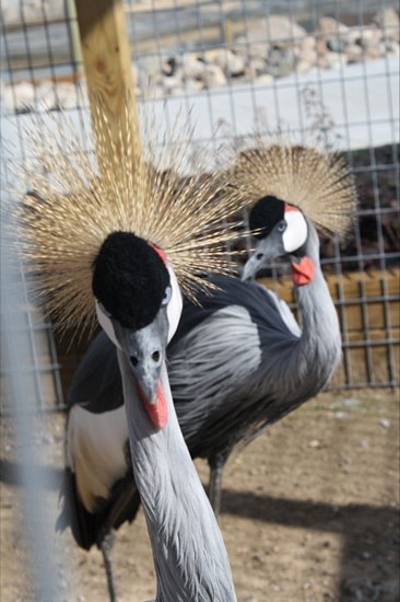 Boulder Ridge Wild Animal Park – Alto