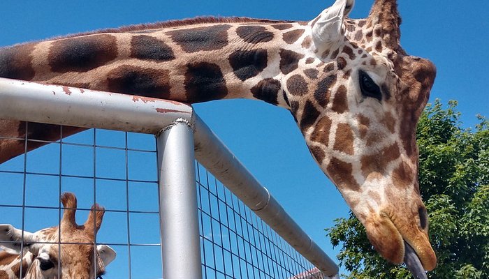 Boulder Ridge Wild Animal Park – Alto