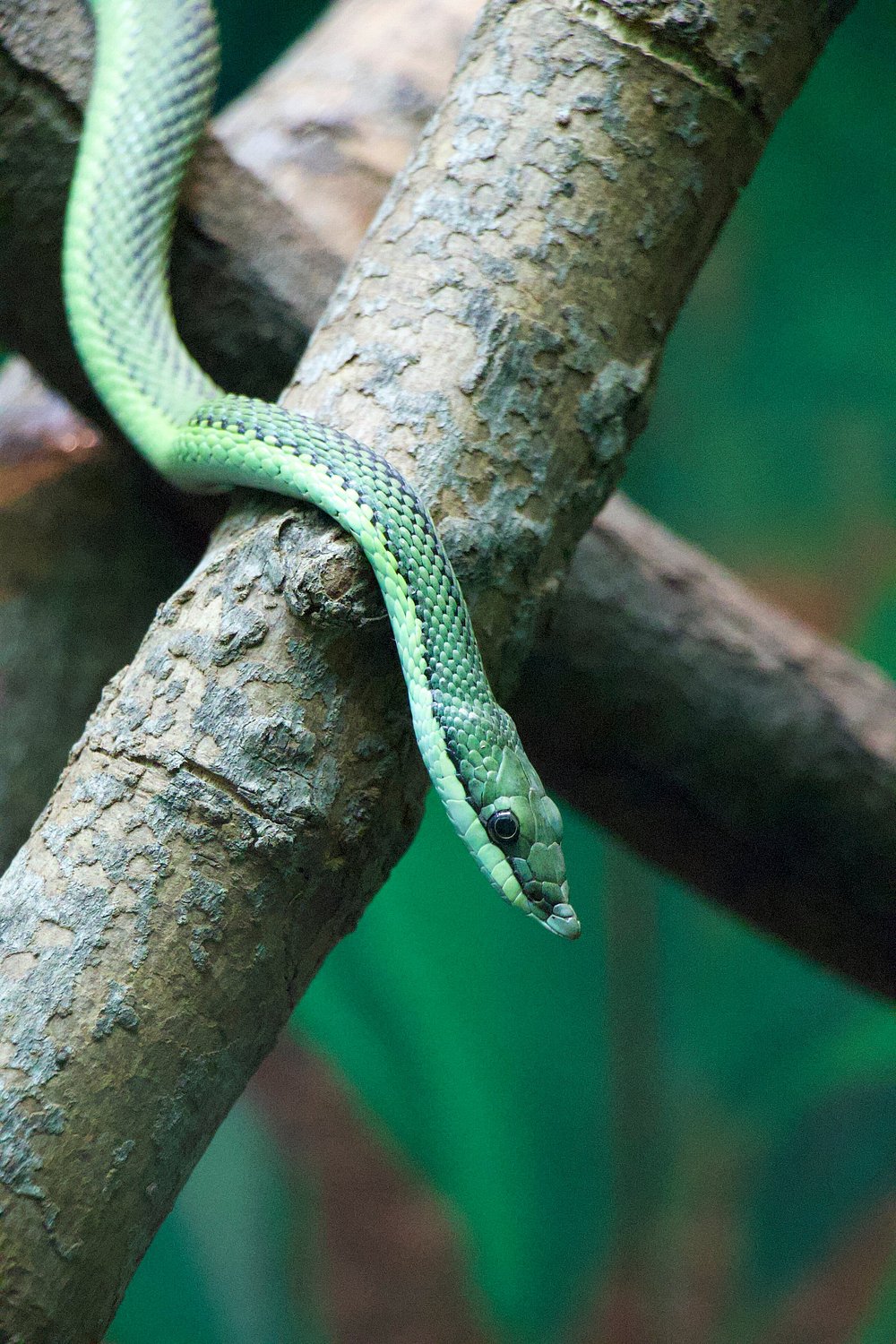 John Ball Zoo – Grand Rapids