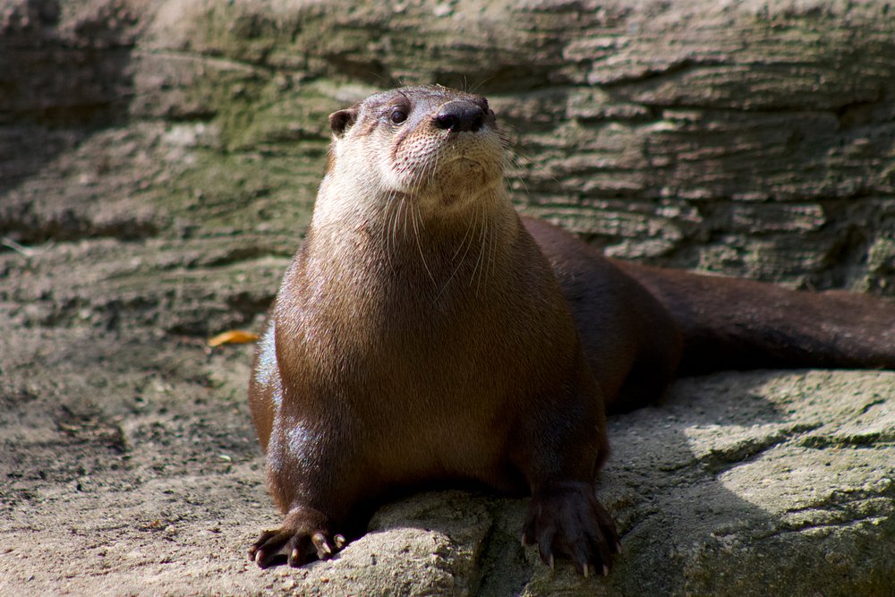 John Ball Zoo – Grand Rapids